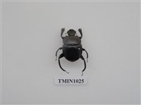 藏品(黑雪隱金龜)的圖片